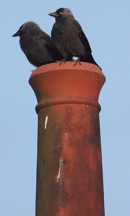 Dohlen im Kamin vertreiben