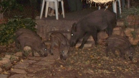 Wildschweine