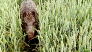 Wildschweine